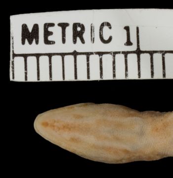 Media type: image;   Herpetology R-21940